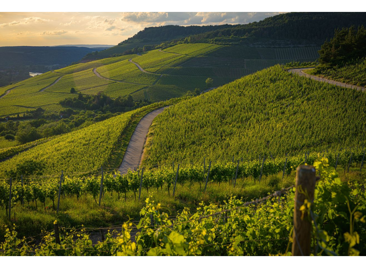 Wina BIO, czyli naturalnie wyjątkowe 
