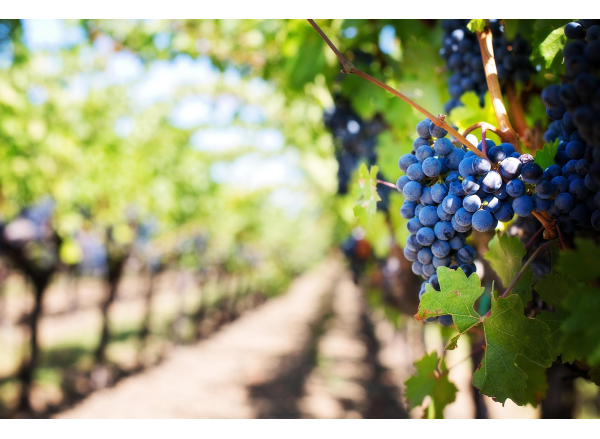 Czerwcowy niezbędnik