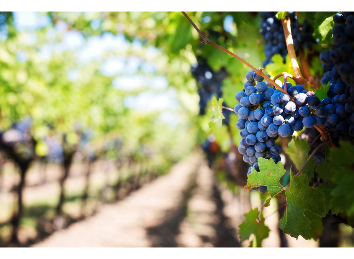 Czerwcowy niezbędnik